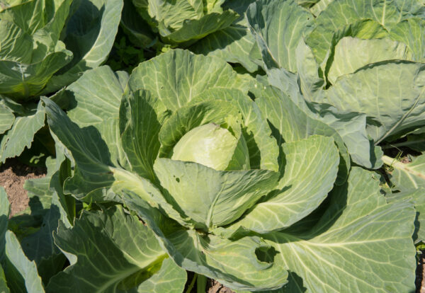 Golden Acre Cabbage<br><h6><span style="color: #164628;"> ounce</span></h6>