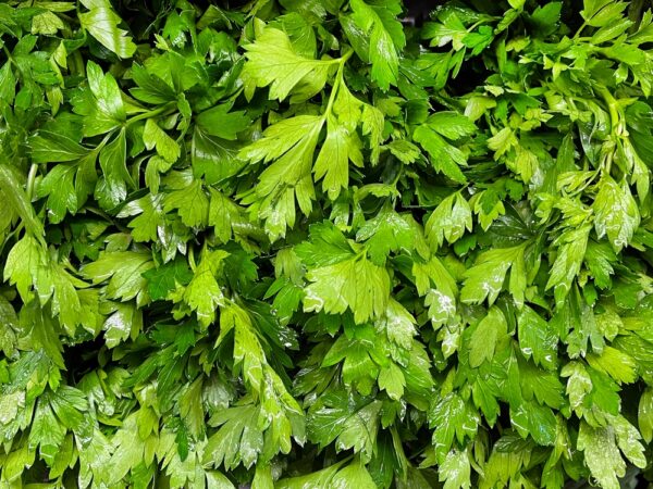 Italian Parsley<br><h6><span style="color: #164628;"> Live Potted Plant 16 oz pot</span></h6>