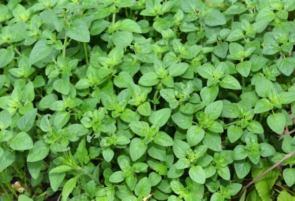 Oregano<br><h6><span style="color: #164628;"> Live Potted Plant 16 oz pot</span></h6>