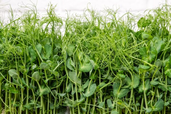 Pea Shoots<br><h6><span style="color: #164628;"> ounce</span></h6>