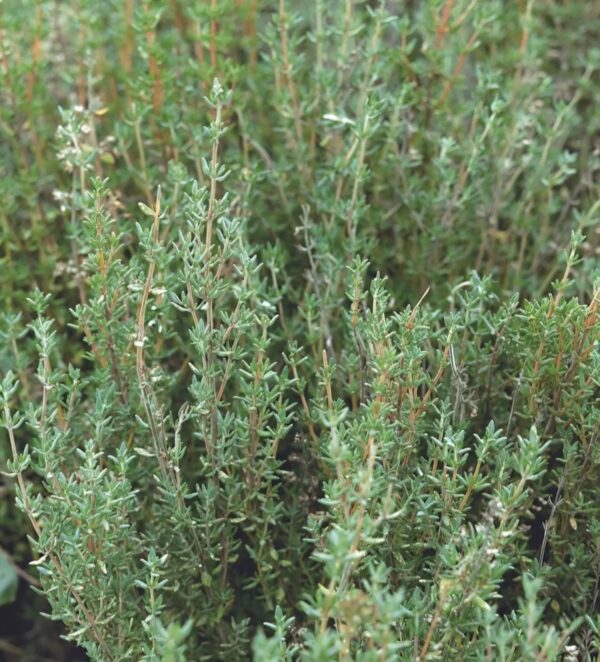 Thyme<br><h6><span style="color: #164628;"> Live Potted Plant 16 oz pot</span></h6>